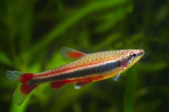 Nannostomus beckfordi red, Brazilian ornamental freshwater juvenile pencilfish side view, nature biotope aquarium, aquatic fauna