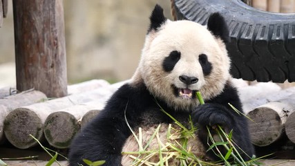 Cute happy giant panda sitting among bamboo branches and eating bamboo. 4K Video, slow motion.