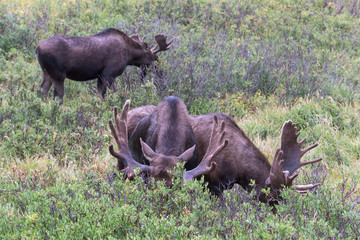 Shiras Moose in Colorado. Shiras are the smallest species of Moose in North America