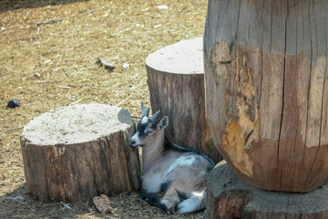  Goat koza Ziołowy Zakątek Koryciny Polska Poland Polen Herbal Corner Podlasie © Dreamnordno