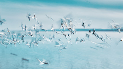 Abstract picture from a gruop seabirds on the air