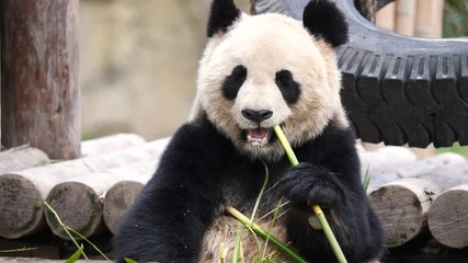 Cute happy giant panda sitting among bamboo branches and eating bamboo. 4K Video, slow motion.