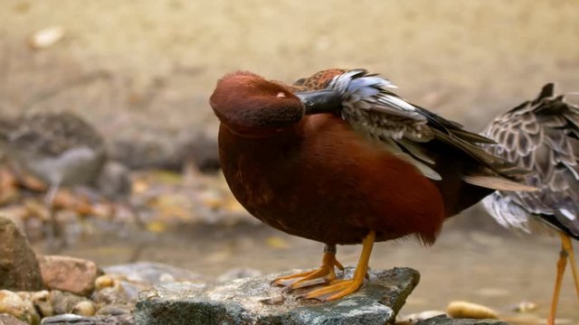 Cinnamon teal (Spatula cyanoptera) preening