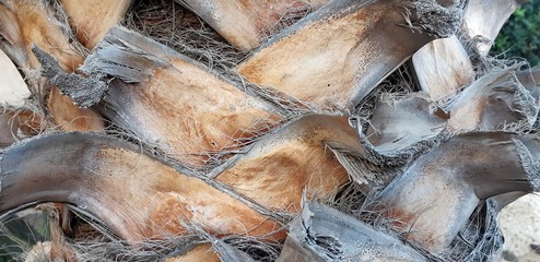 Fibrous palm tree trunk surface closeup. Palm bark texture in shades of orange and bronze...