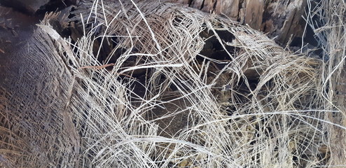 Fibrous palm tree trunk surface closeup. Palm bark texture in shades of orange and bronze...