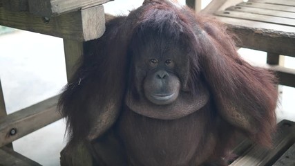 Orang-utan sit with two hands on head, makes faces and seems unhappy. 4K Video, slow motion.