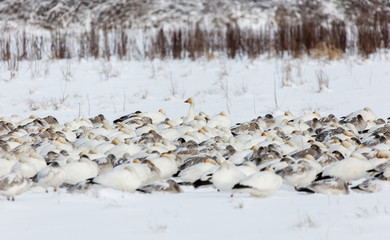 White Snow Goose