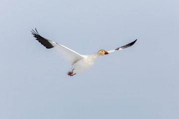 White Snow Goose