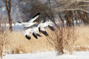 White Snow Goose
