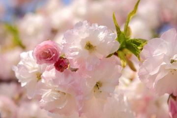 美しいピンク色の八重桜