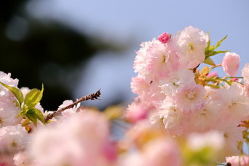 美しいピンク色の八重桜