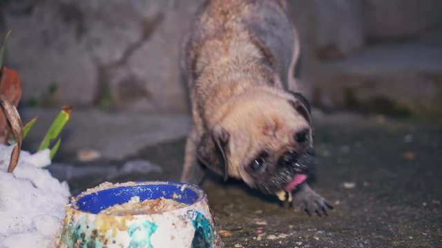 Very sick pug eating from a bowl closeup