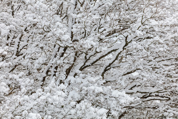 Snow on tree branches