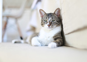 Cute cat relaxing on home floor