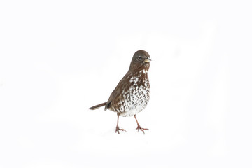 fox sparrow on white