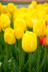 Fototapeta premium Blooming spring flowers during the tulip festival in Istanbul, Turkey