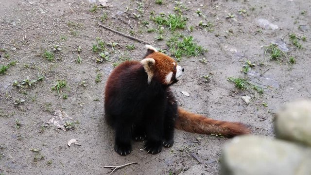 Red Panda (Ailurus Fulgens), also Called The Lesser Panda, standing up and waving arms asking for food, 4K Video, slow motion.