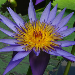 Lotos © meyerfranzgisela