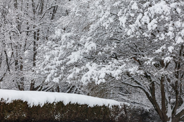 Snow on tree branches