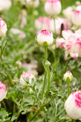 Blooming spring flowers during the tulip festival in Istanbul, Turkey