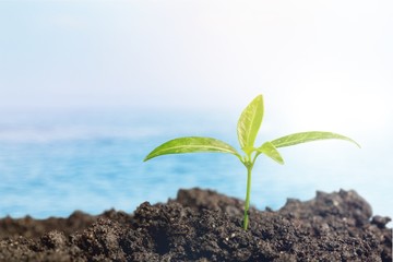 Growth of new life on  background