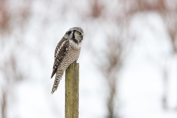 Northern Hawk owl