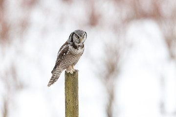 Northern Hawk owl