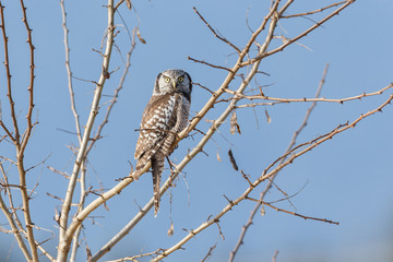 Northern Hawk owl