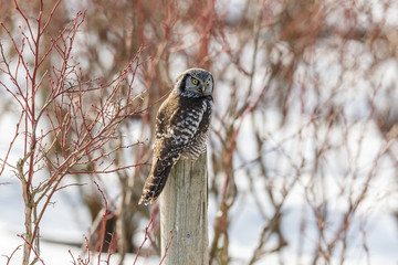 Northern Hawk owl