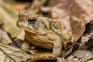 Toad camouflaged in leaves