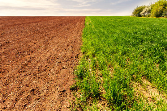 Furrows row pattern in a plowed field prepared for planting crops vs growing wheat crop. Horizontal view in perspective with cloud and blue sky and forest background. Image