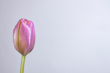 Single Pink Tulip