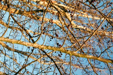 branches in the sunlight
