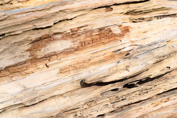 Plakat abstract texture of dry wood