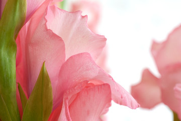 Bouquet of pink and white gladioli. Rose-color petals of gladiolus flowers close up.