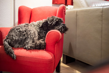 Cute thoroughbred black Miniature Schnauzer sleeps in a red child's chair, under the light of a...