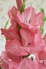 Bouquet of pink and white gladioli. Rose-color petals of gladiolus flowers close up.