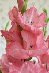 Bouquet of pink and white gladioli. Rose-color petals of gladiolus flowers close up.