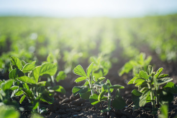 Concept of earth day. Glycine max, soybean, soya bean sprout growing soybeans on an industrial scale. Products for vegetarians. Agricultural soy plantation on sunny day.