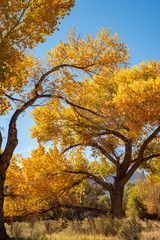Fototapeta na wymiar golden yellow autumn leaves on trees in California USA