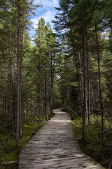 Boardwalk through the Pines in Algonquin aArk