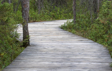 Boardwalk Through the Spruce forest