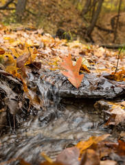 leaf sitting in a small stream surrounded by leaves in autumn