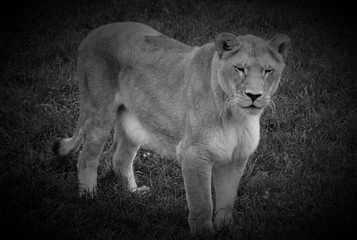 Lion is one of the four big cats in the genus Panthera, and a member of the family Felidae. With...