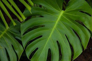 Fototapeta na wymiar background green leaves texture