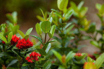 delicate natural red pink purple flowers in nature