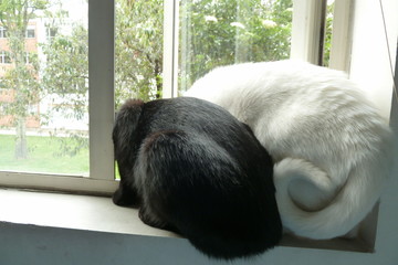 gatos en blanco y negro ventana yin yang