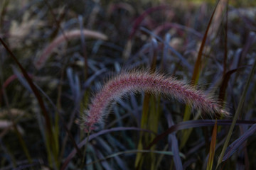 beautiful soft flowers of Pennisetum alopecuroides, Chinese pennisetum, Fountain grass, Dwarf fountain grass, Foxtail grass in the natural