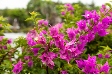 Fototapeta premium delicate natural red pink purple flowers in nature