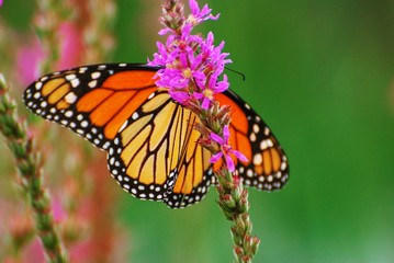 Fototapeta na wymiar Wings on Monarch Butterfly resting on purple wildflowers